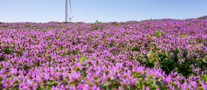Constellation’s Sustainability Report